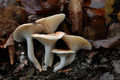 Hygrophorus arbustivus
